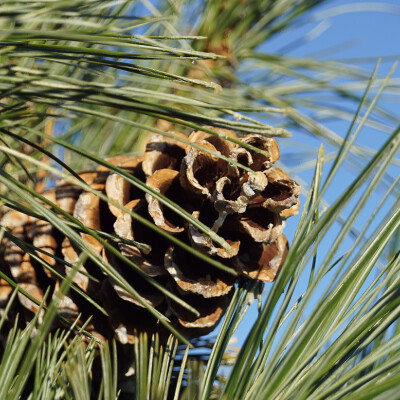 Pinus flexilis 'Vanderwolf's Pyramid' (6)
